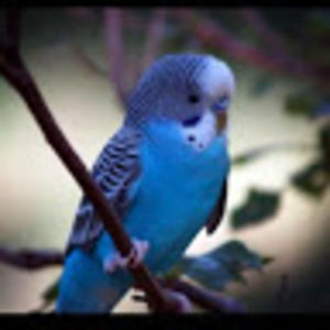 Meet your Posher, Emmanuel